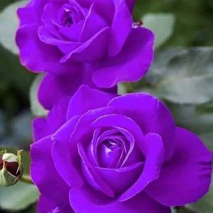 Meet your Posher, Sue